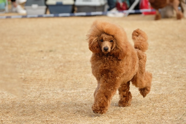 写真 動いている美しいミニチュアの赤色のプードル