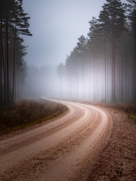 Фото Красивый туманный осенний лес с лесной дорогой поздней осенней пейзаж северной европы
