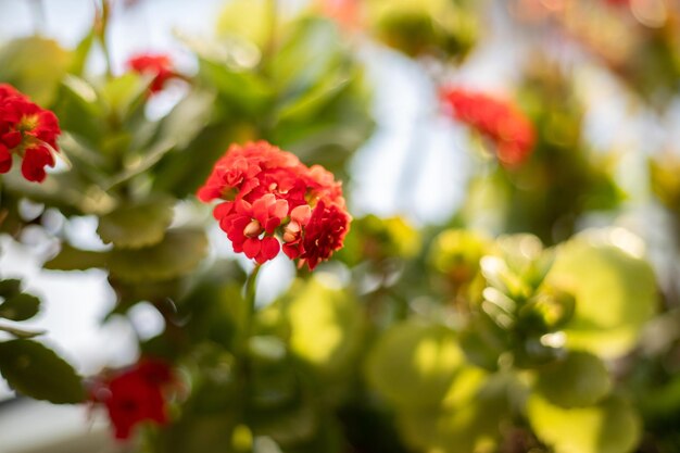 写真 緑の葉を持つ美しい色とりどりのカランコエが、窓の植木鉢で育ちます