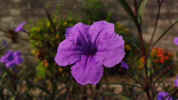 写真 暗くてぼかした背景を持つ美しい紫色の花。