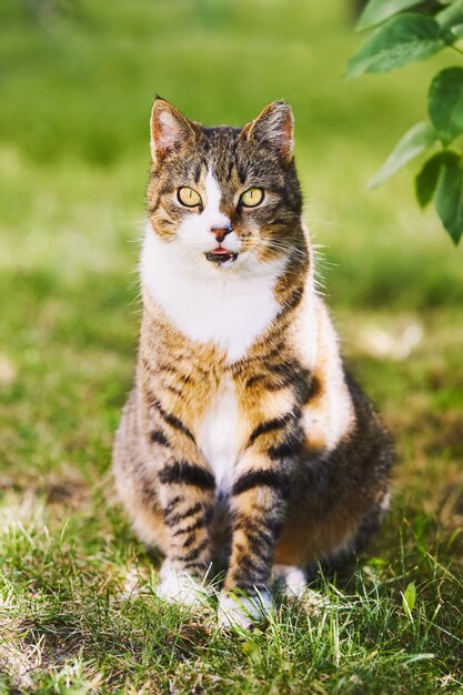 緑の芝生に黄色い目を持つ美しいぶち猫が座っています