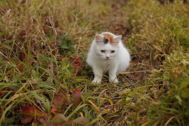 Красивый белый котенок сидит в осеннем палисаднике