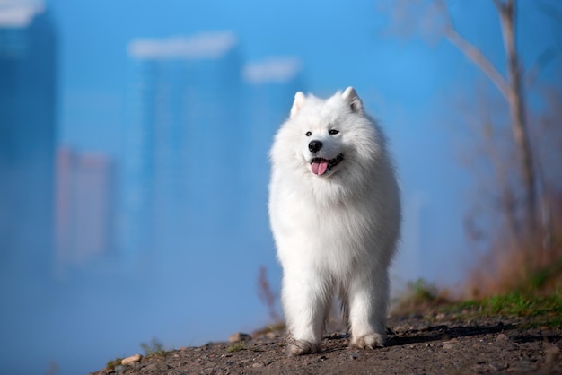 Фото Красивая белая самоедская собака в осеннем лесу