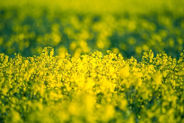 写真 北ヨーロッパの春の美しい黄色いカノラ畑で花をかせているラップシード畑