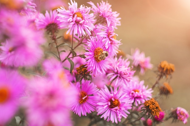 Пчела собирает нектар из сиреневых осенних цветов