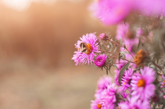 Фото Пчела собирает нектар из сиреневых осенних цветов