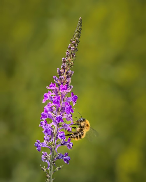 写真 花を食べているミツバチ