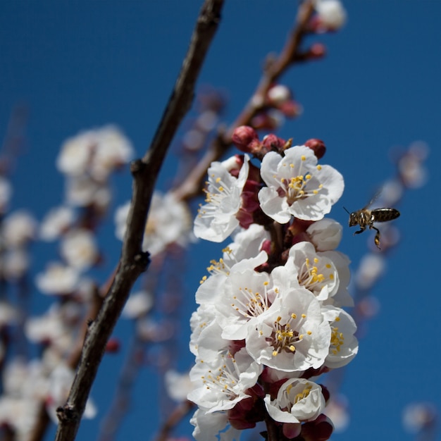 写真 アーモンドの花の蜂