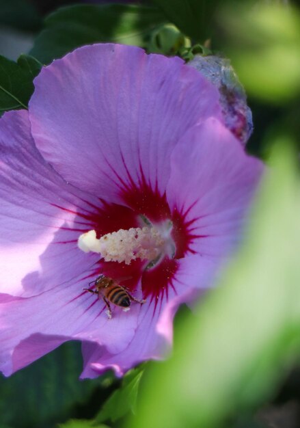 사진 벌이 보라색 꽃 위에 있어요