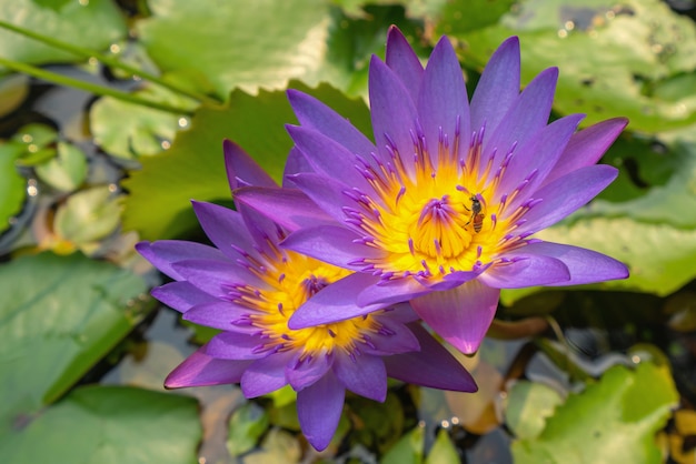 写真 蓮の花に蜂