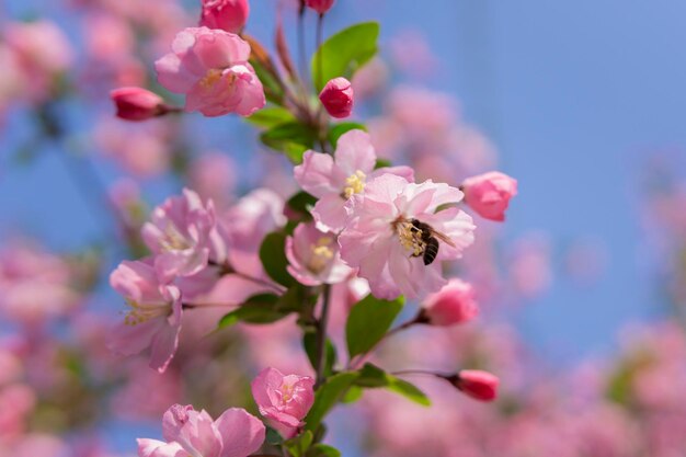 写真 ピンクの花の蜂