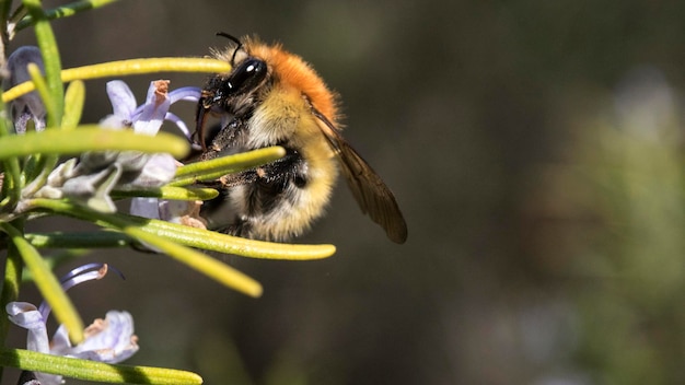 写真 ローズマリー植物から花粉を取る蜂