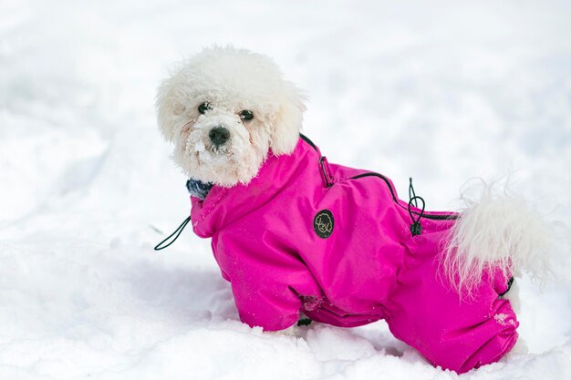 写真 ビション・フライズ犬が雪で遊んでいる