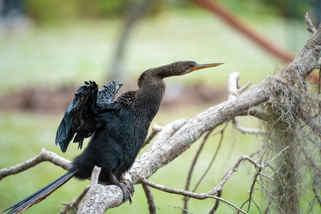 写真 フロリダの湿地帯の木の枝で休む大きなアンヒンガ鳥