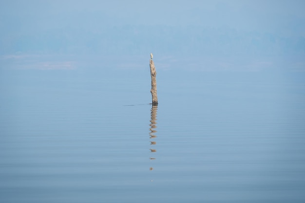 写真 青い水の湖の真ん中で鳥が枯れ木の切り株を捕まえます。平和な瞬間