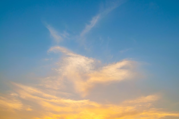 写真 青い空を背景に空の鳥