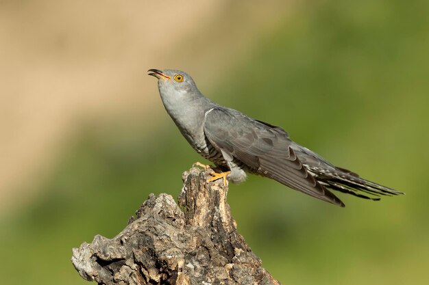 写真 鳥が木の茎に座っている