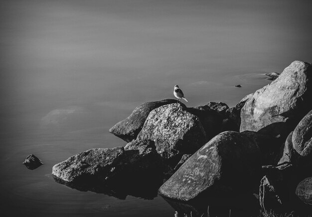 写真 岩の上にある鳥