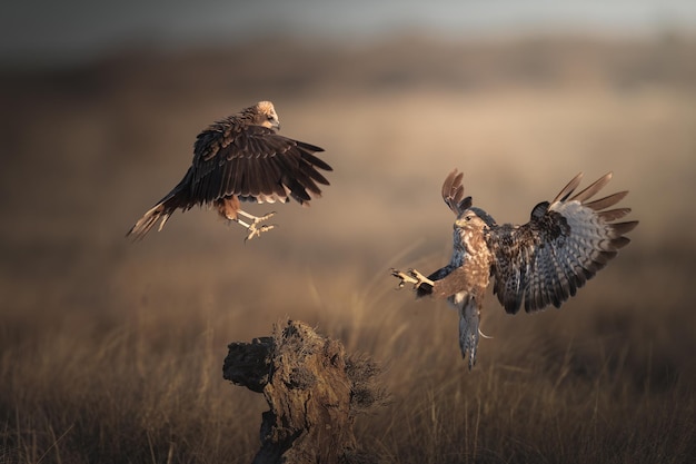 写真 背中に死んだ鳥を乗せた鳥