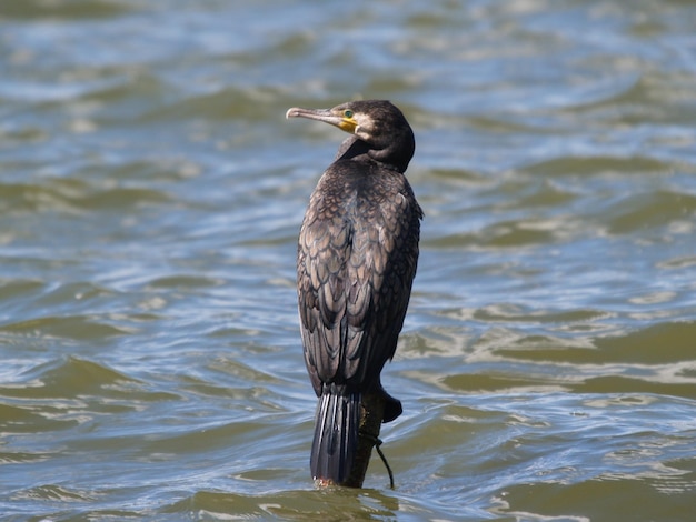 写真 くちばしに魚がいる鳥