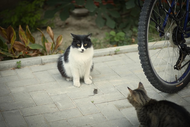 写真 黒と白の猫がネズミを捕まえて ⁇ ネズミを狩る猫のように別のネズミから隠しています ⁇