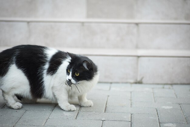 写真 黒と白の猫がネズミを捕まえて ⁇ ネズミを狩る猫のように別のネズミから隠しています ⁇