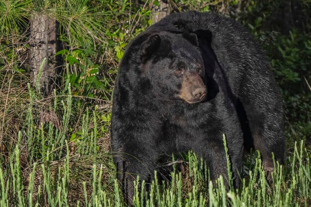 Фото Черный медведь стоит в траве и смотрит на камеру