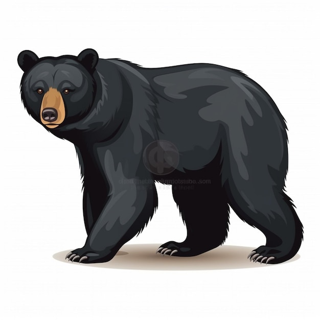 Фото Черный медведь с черным лицом и белым фоном.
