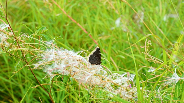 写真 黒い蝶が植物の上に座っています。