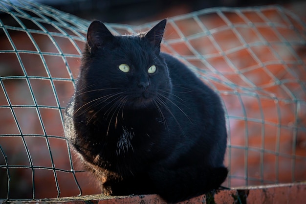写真 黒い猫が村のフェンスに座っている