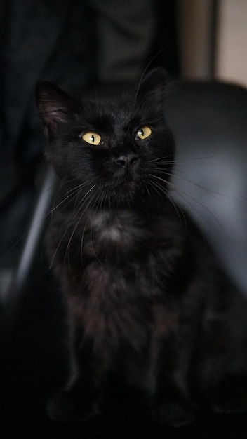 Фото Лежит черный кот с желтыми глазами.