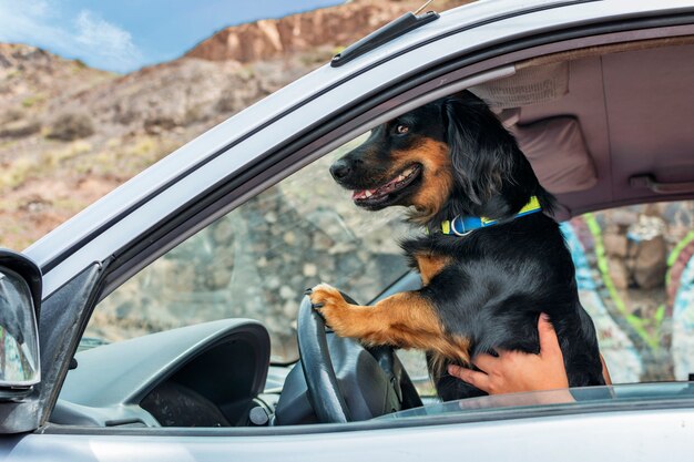 運転手になりすまして車のハンドルに足を乗せた黒犬