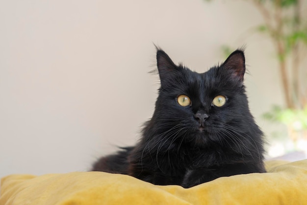 Фото Черный пушистый кот с желтыми глазами лежит и отдыхает дома на мягкой кровати в течение дня