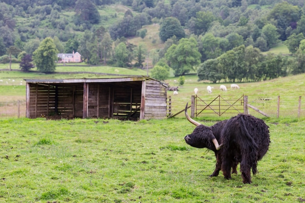 スコットランドの田舎の農場で遊んでいる黒いハイランド牛