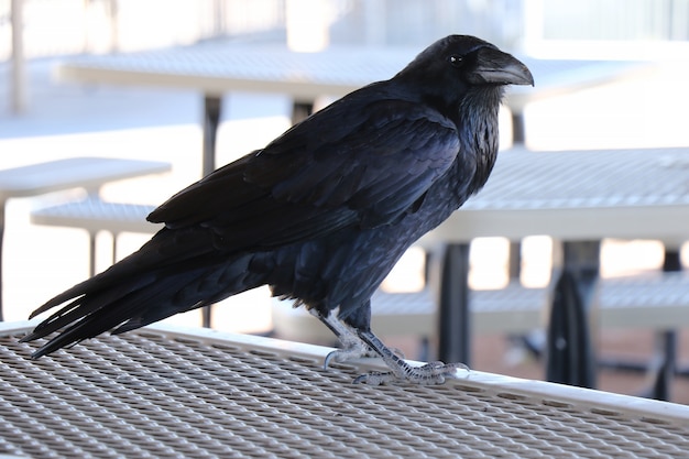 Фото Черный ворон сидит на металлической рейке