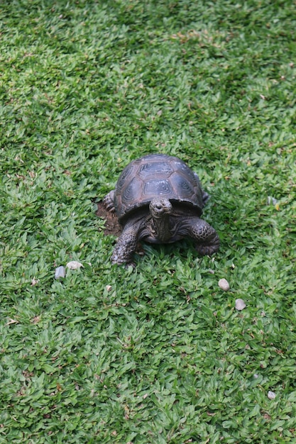 写真 草の上を歩く有名な爬虫類の黒いカメ