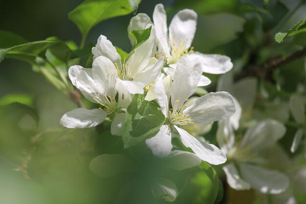 写真 非常に浅い焦点で春に咲くリンゴの花