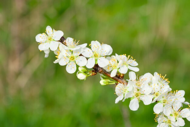 写真 花をかせている鳥の桜の枝のクローズアップ