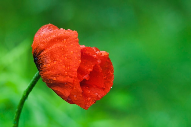 写真 花びらに雨滴が付いたぼやけた緑の背景に咲く赤いポピー