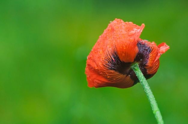 写真 花びらに雨滴が付いた緑のぼやけた背景に咲く赤いポピー