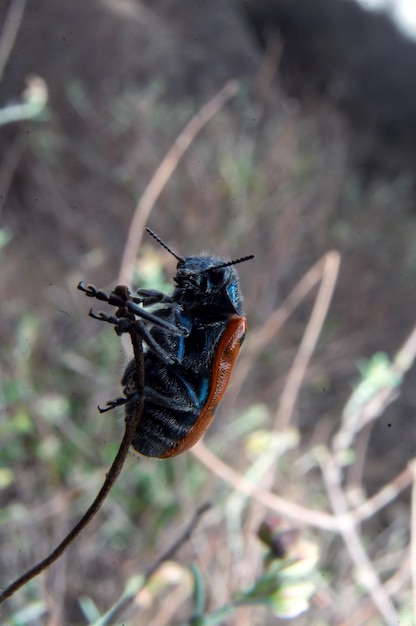 写真 背中に赤い縞模様がある青と赤の虫。