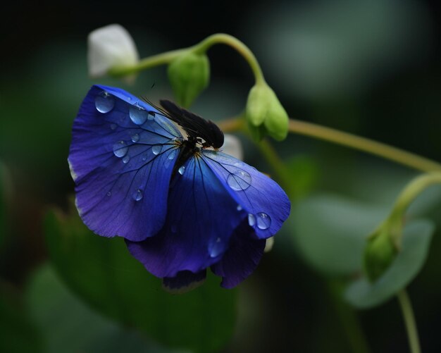 写真 雨の滴が降る青い花