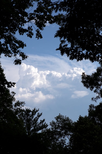 写真 背景に雲と木がある青い空。