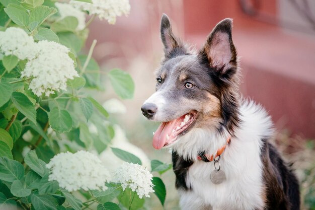 写真 アジサイの花が咲く茂みの前に座っているボーダーコリー犬。