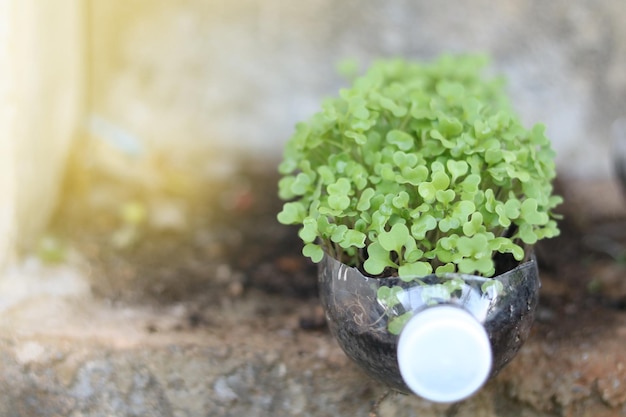 写真 植物が生えているボトル