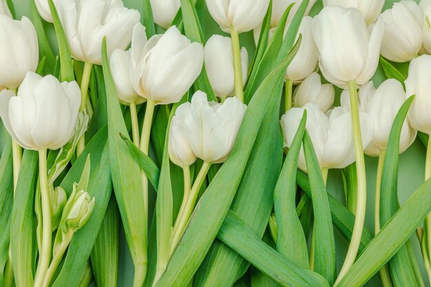 写真 白いチューリップの花束がパステル緑の背景でいています