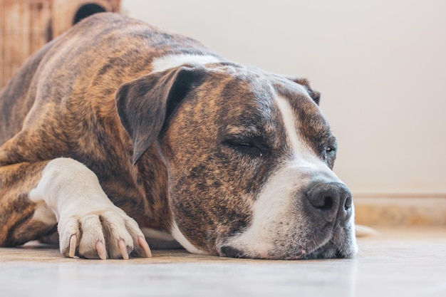 写真 ボクサー犬は頭を地面につけて床で寝る