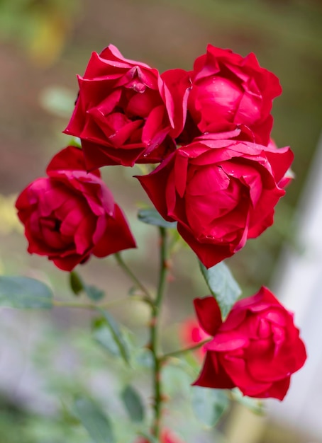 Фото Ветка садовой розы в полном расцвете крупным планом на размытом фоне