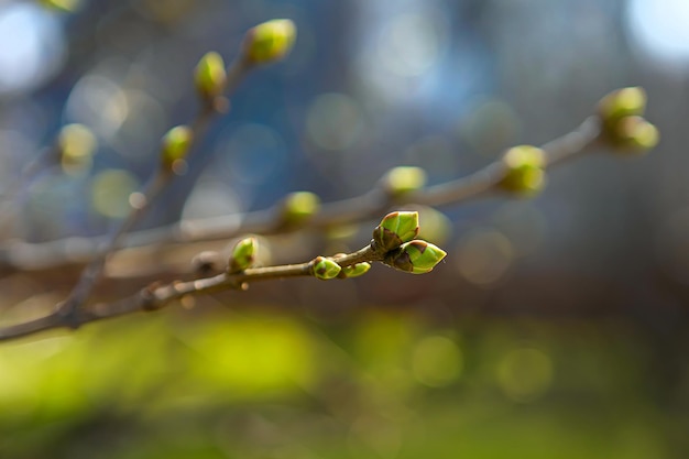 写真 緑の葉と「春」の文字が描かれた木の枝。