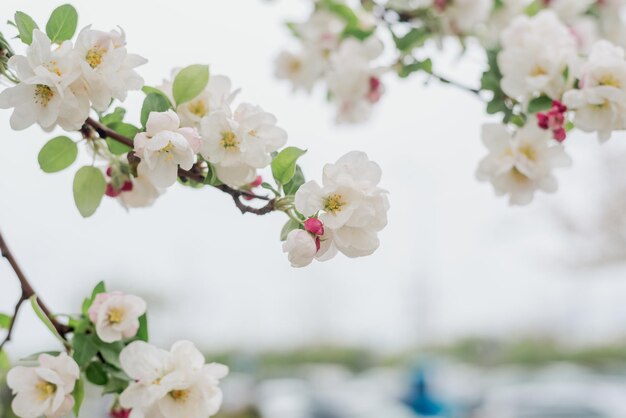 写真 白い背景の桜の枝